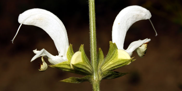 Wilderness Flower