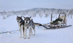 Wilderness Musher