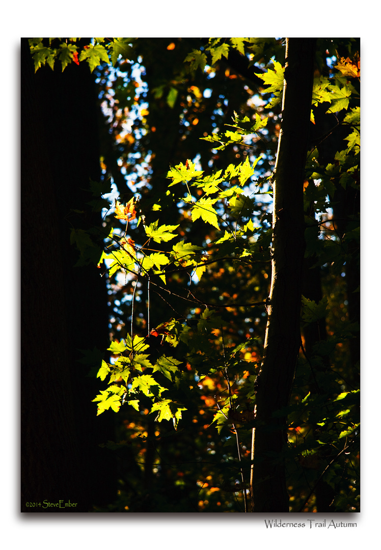 Wilderness Trail Autumn 