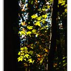Wilderness Trail Autumn 