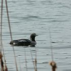 Wildernessbird