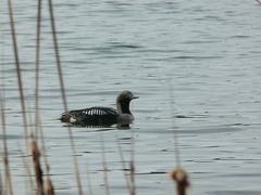 Wildernessbird