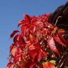 Wilderwein im Sonnenschein