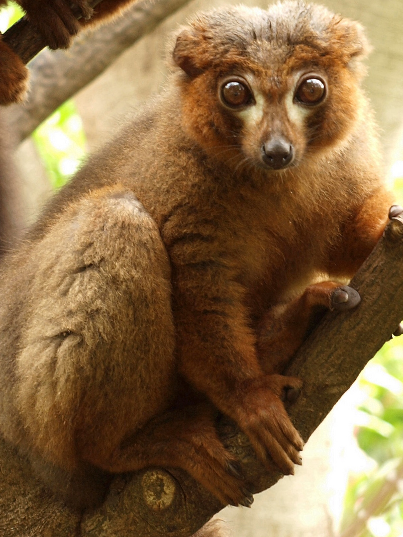 Wildes Äffchen