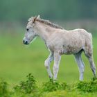 Wildes, agiles Konik-Fohlen.