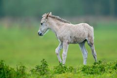 Wildes, agiles Konik-Fohlen.