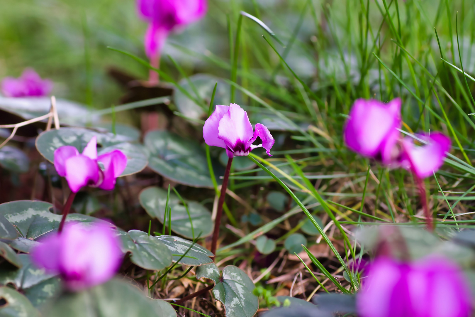 Wildes Alpenveilchen