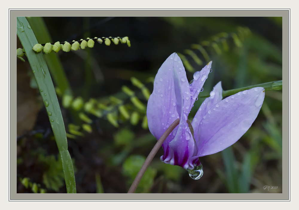 Wildes Alpenveilchen