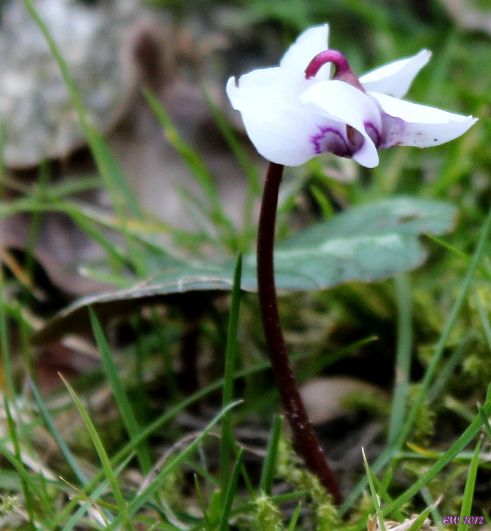 Wildes Alpenveilchen 'Cyclamen purpurascens'