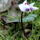 Wildes Alpenveilchen 'Cyclamen purpurascens'