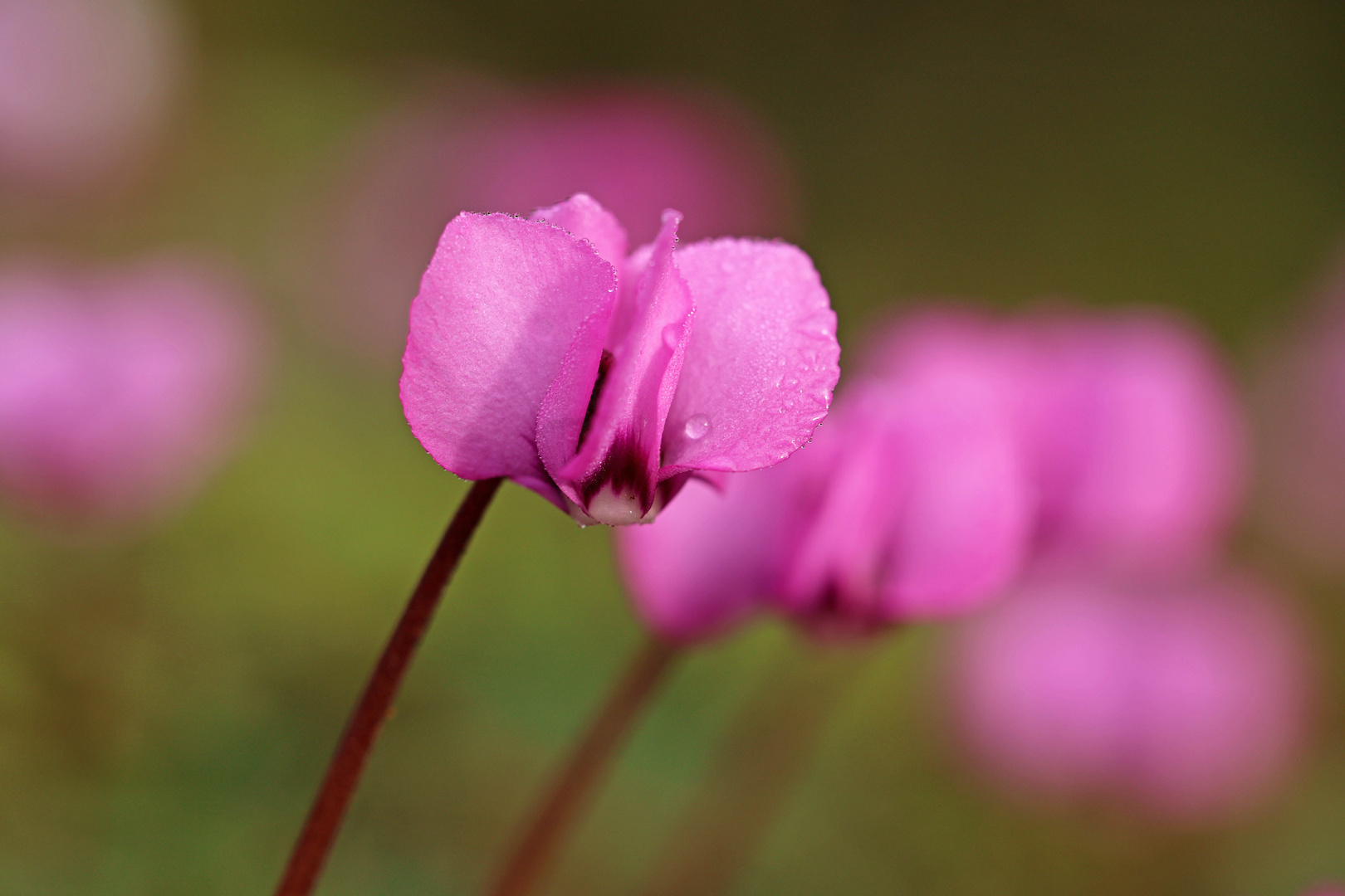 Wildes Alpenveilchen