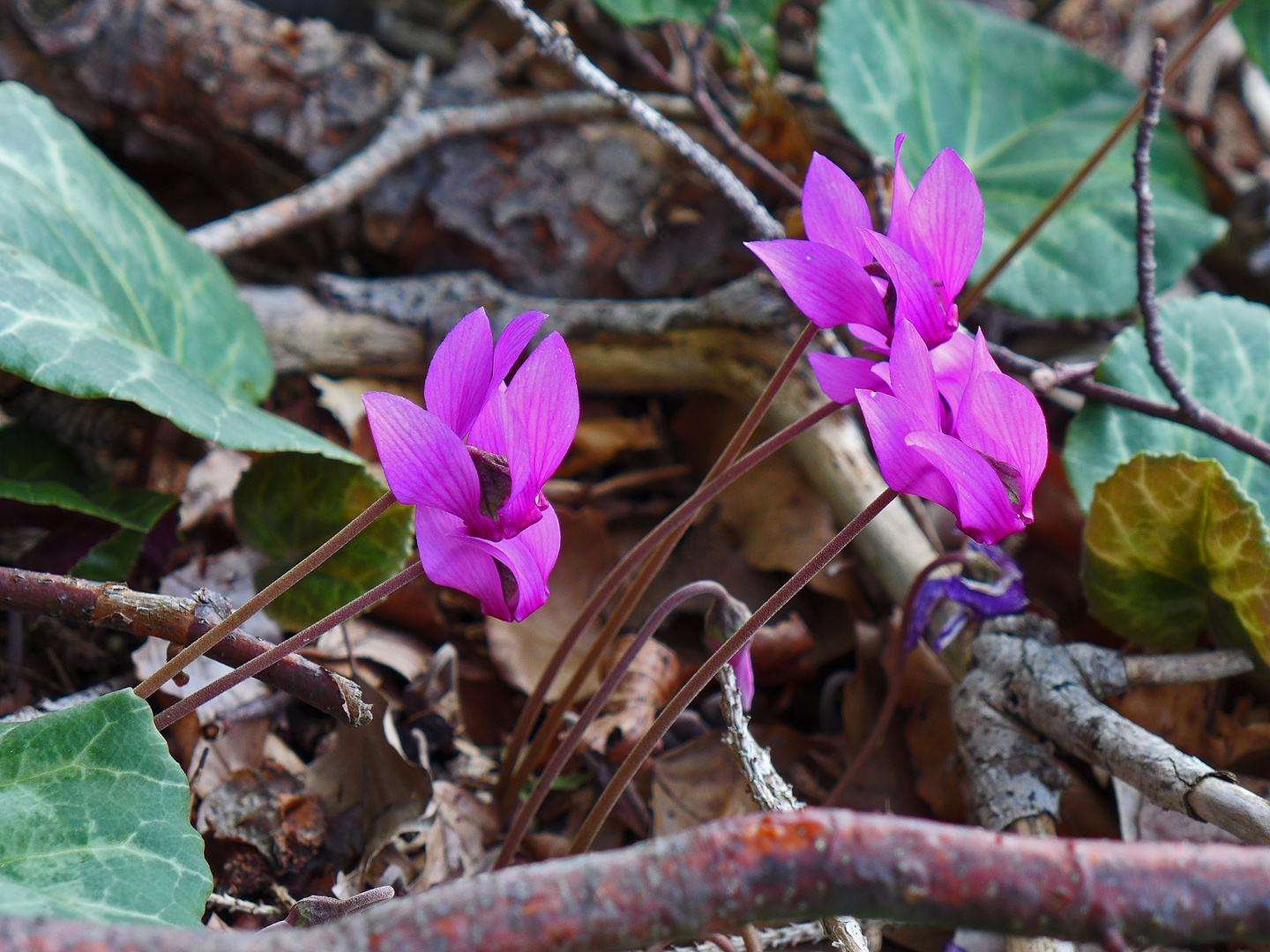 Wildes Alpenveilchen (Zyklame)