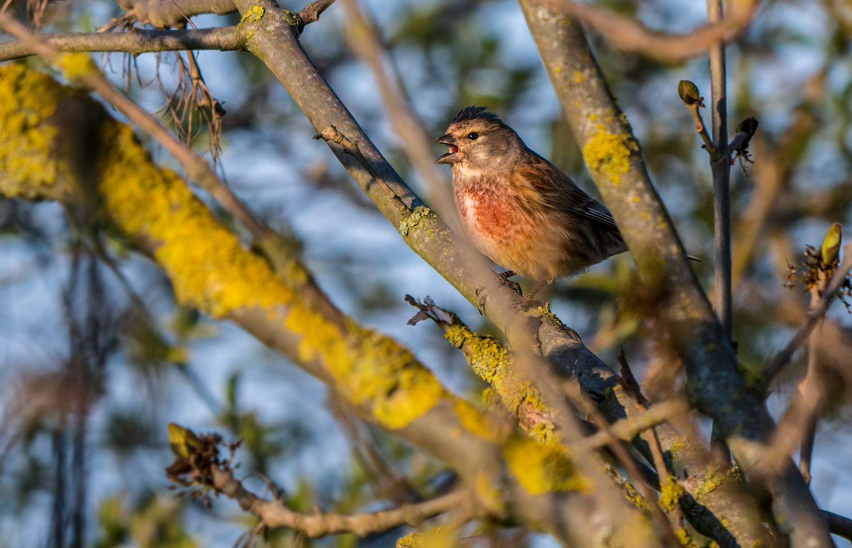 "WILDES AUSSEHEN und WILDER NAME"