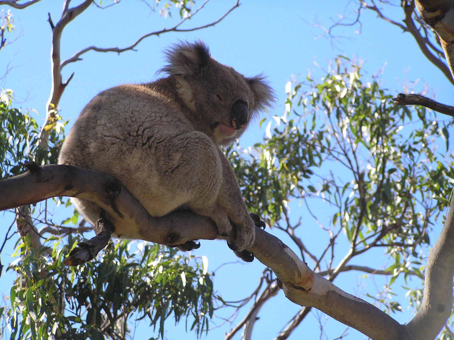 Wildes Australien