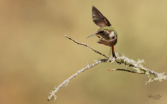 °°_Wildes Ausweichmanöver_°°