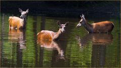 Wildes Baden 