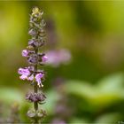 Wildes Basilikum (Ocimum canum).