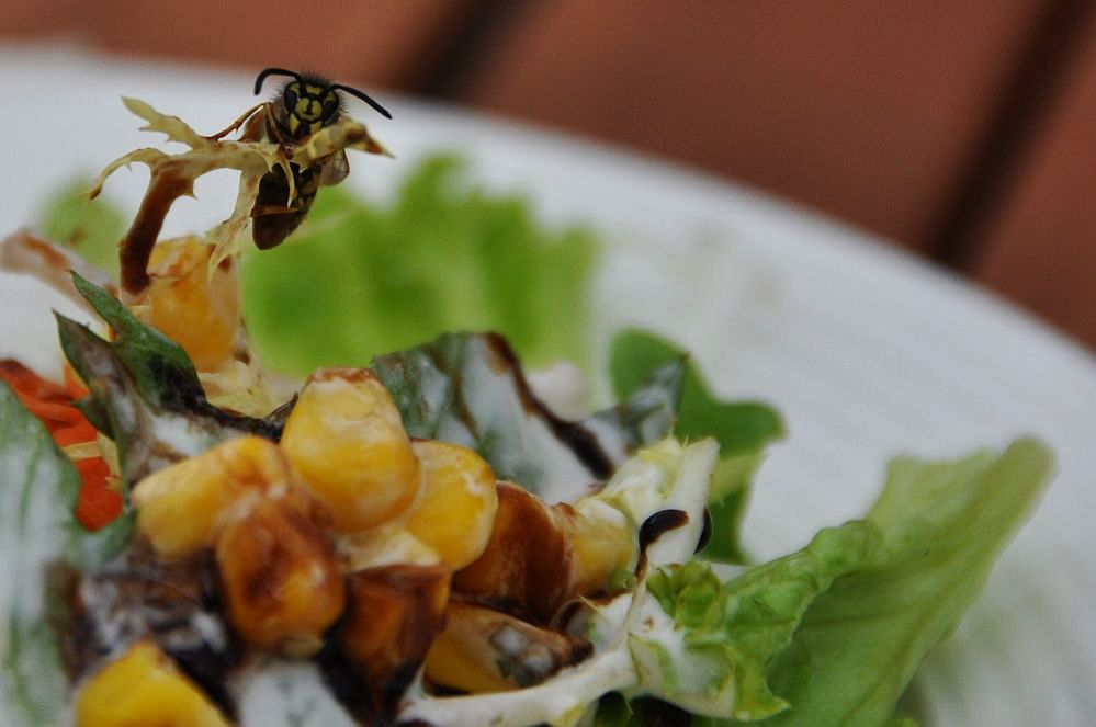 Wildes Bienchen an Rucola-Mais-Salat...