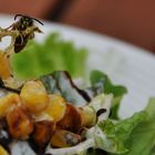 Wildes Bienchen an Rucola-Mais-Salat...