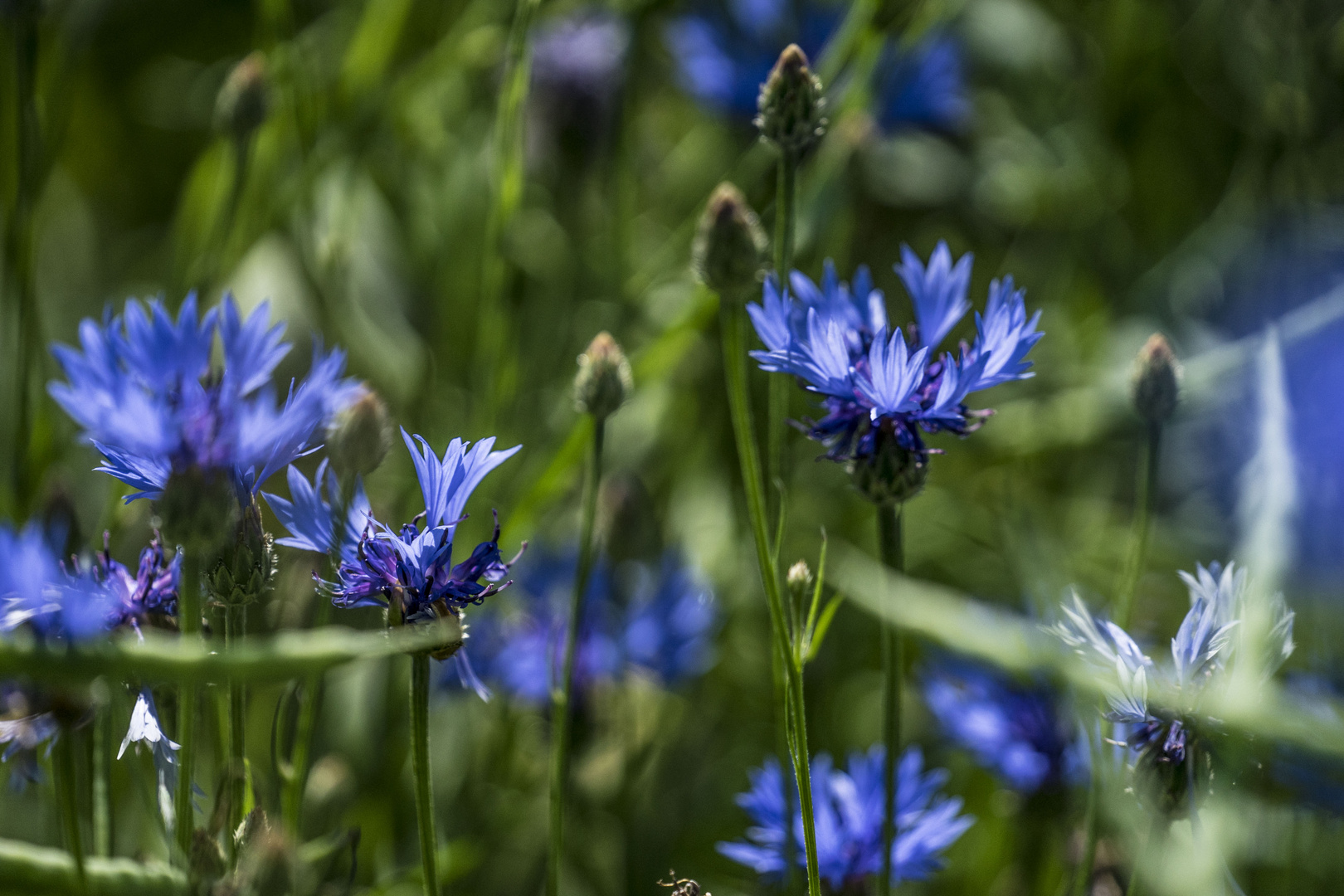 Wildes Blau