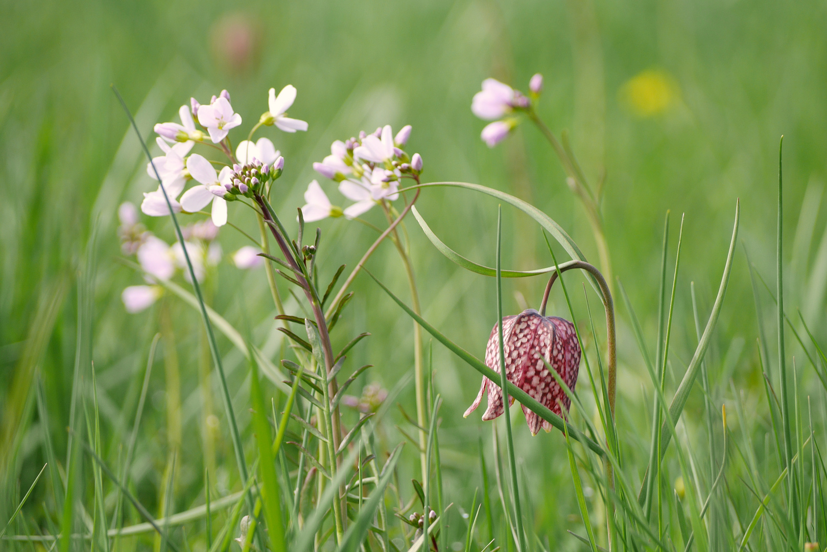 wildes Blühen