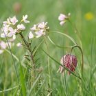 wildes Blühen