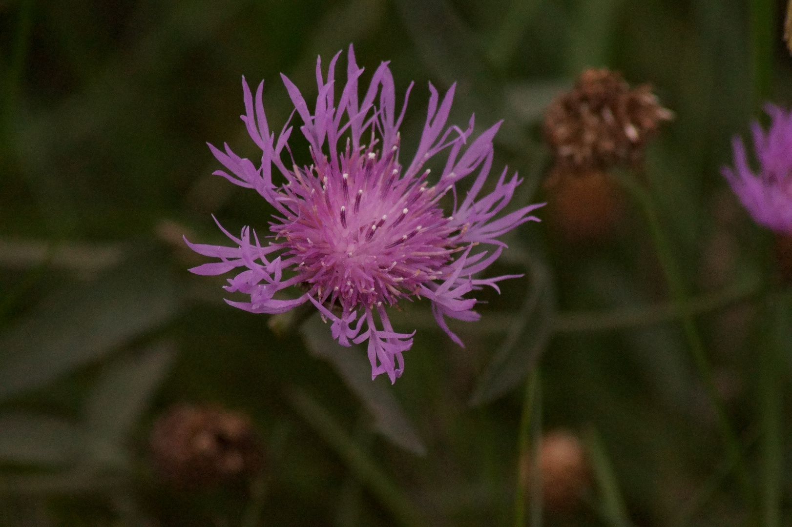 Wildes Blümchen