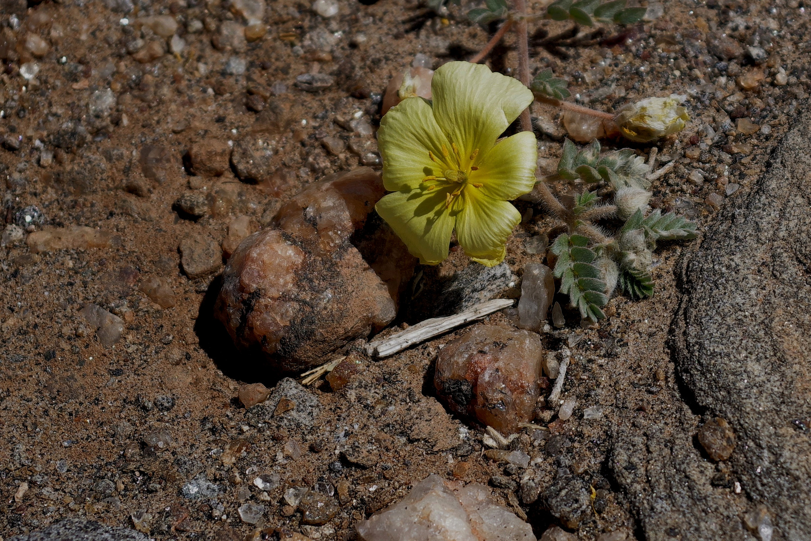 wildes Blümchen in Namibia