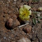 wildes Blümchen in Namibia