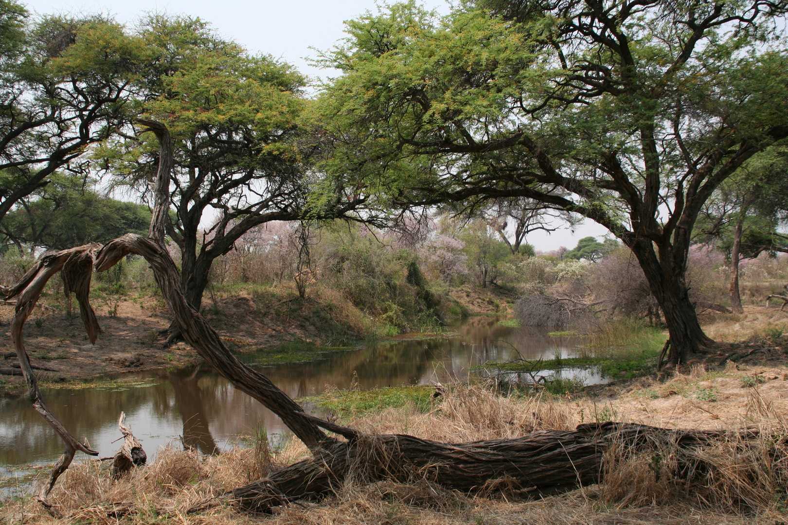 wildes Botswana