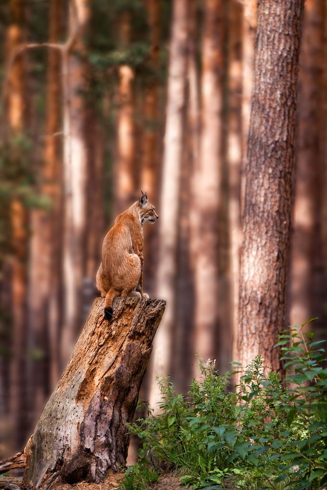 Wildes Brandenburg - Luchs