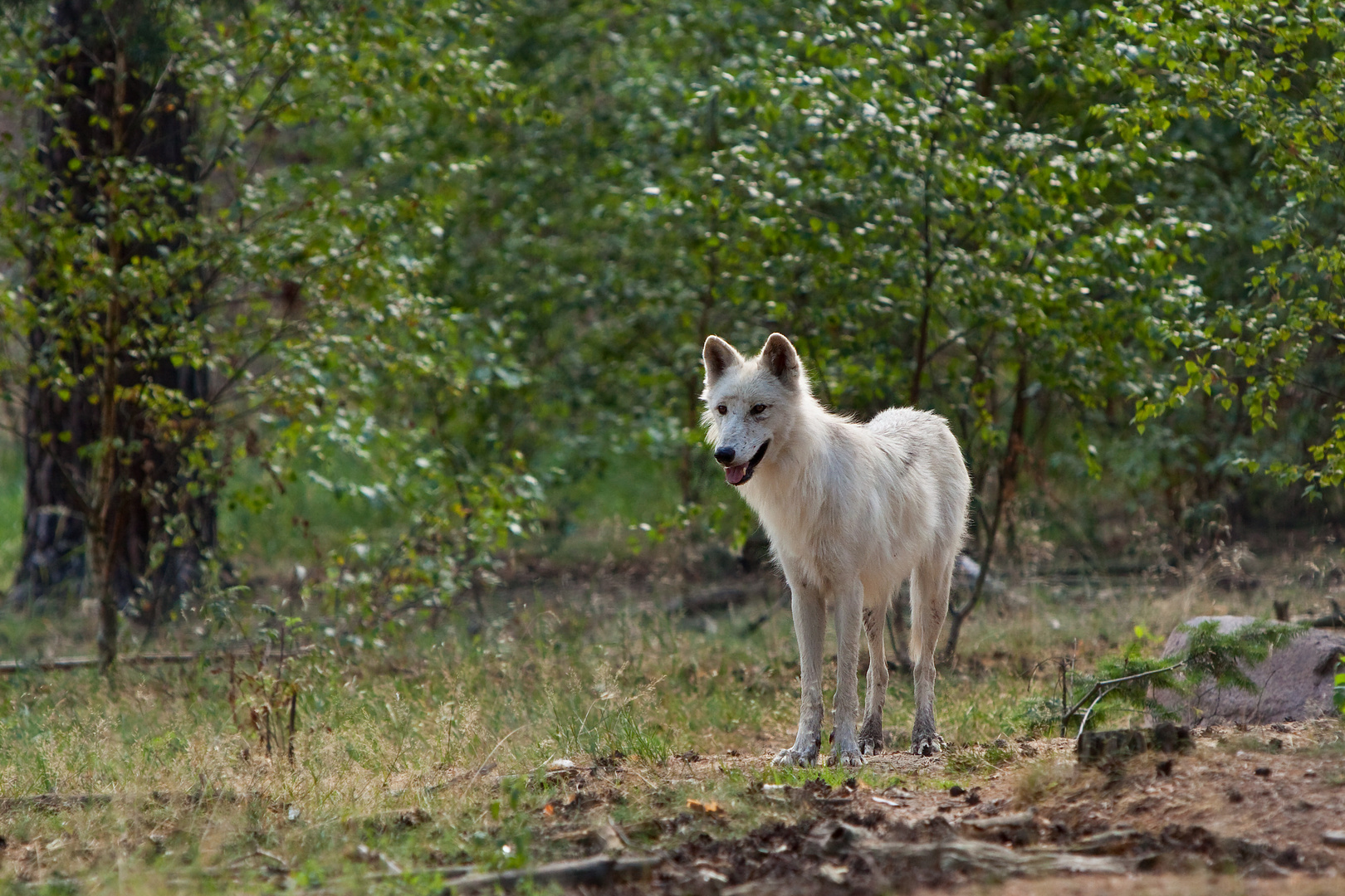Wildes Brandenburg - Weißer Wolf