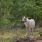 Wildes Brandenburg - Weißer Wolf