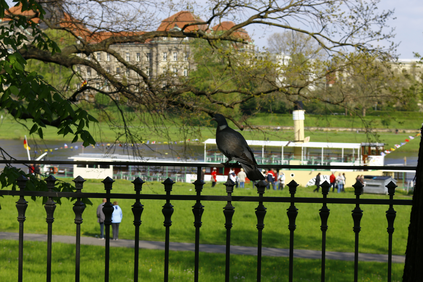 Wildes Dresden