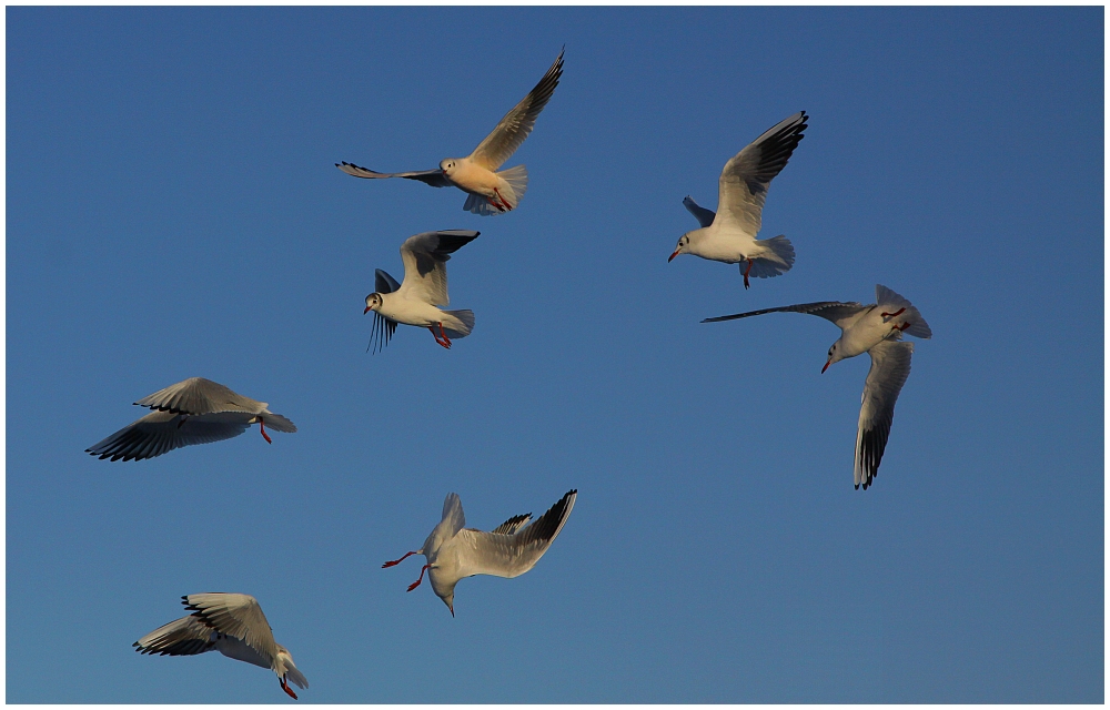 ...wildes Durcheinander... Foto &amp; Bild | tiere, wildlife, wild lebende ...