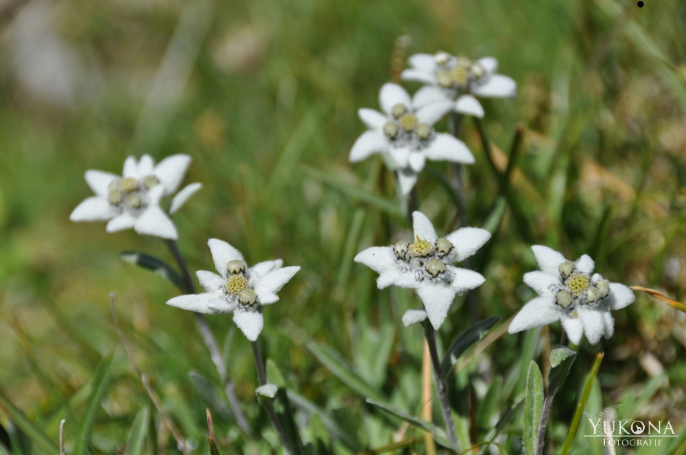 Wildes Edelweiss