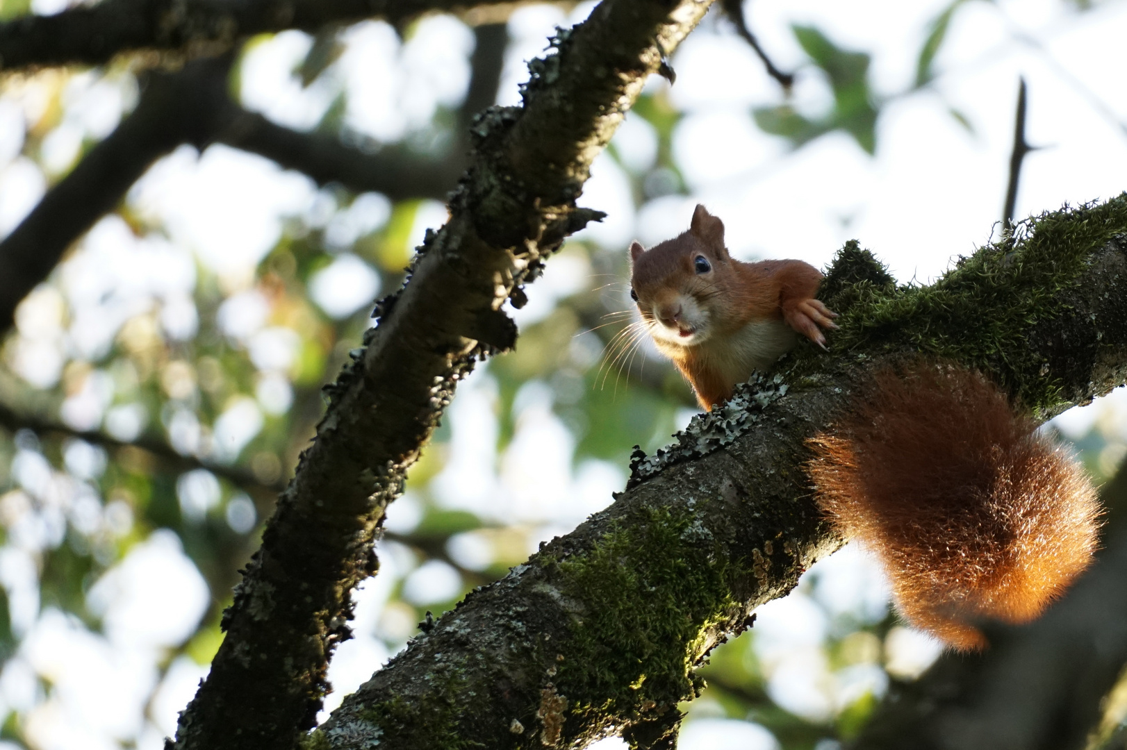 Wildes Eichhörnchen hoch oben im Baum