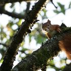 Wildes Eichhörnchen hoch oben im Baum