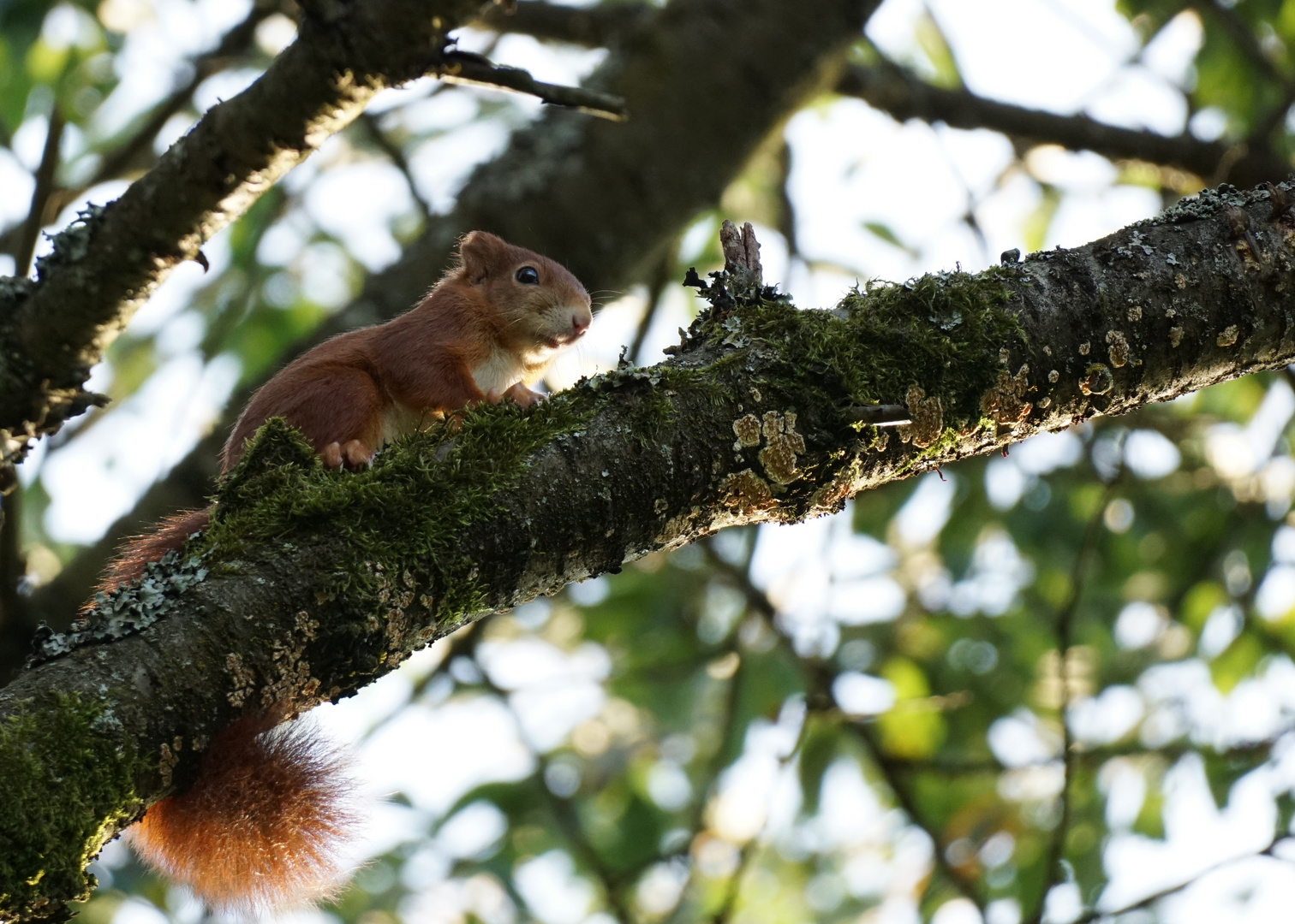 Wildes Eichhörnchen hoch oben im Baum