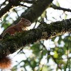 Wildes Eichhörnchen hoch oben im Baum