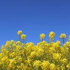 Wildes Feld oder Grenzgebiet