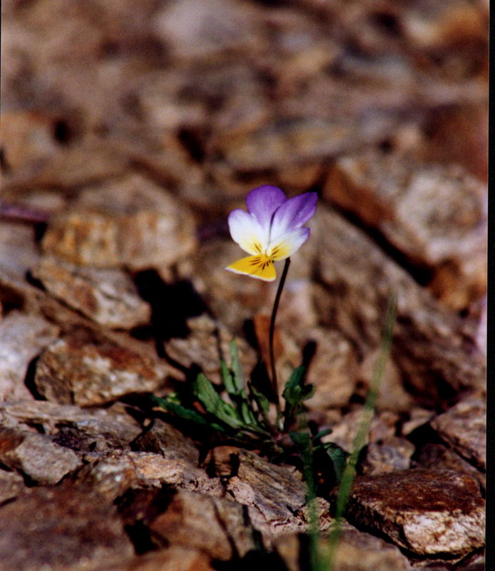 Wildes Feldstiefmütterchen