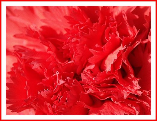 Wildes Feuer der Leidenschaft