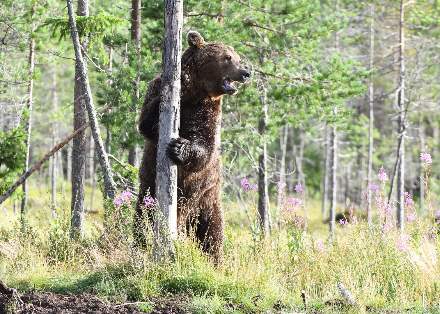 Wildes Finnland 2021