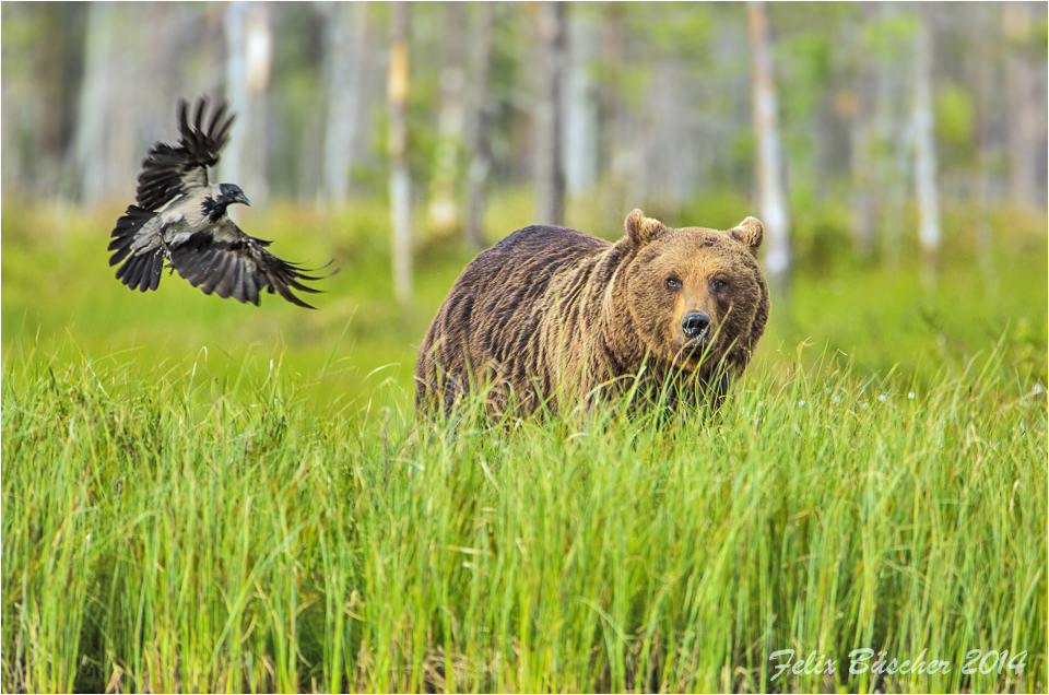 Wildes Finnland