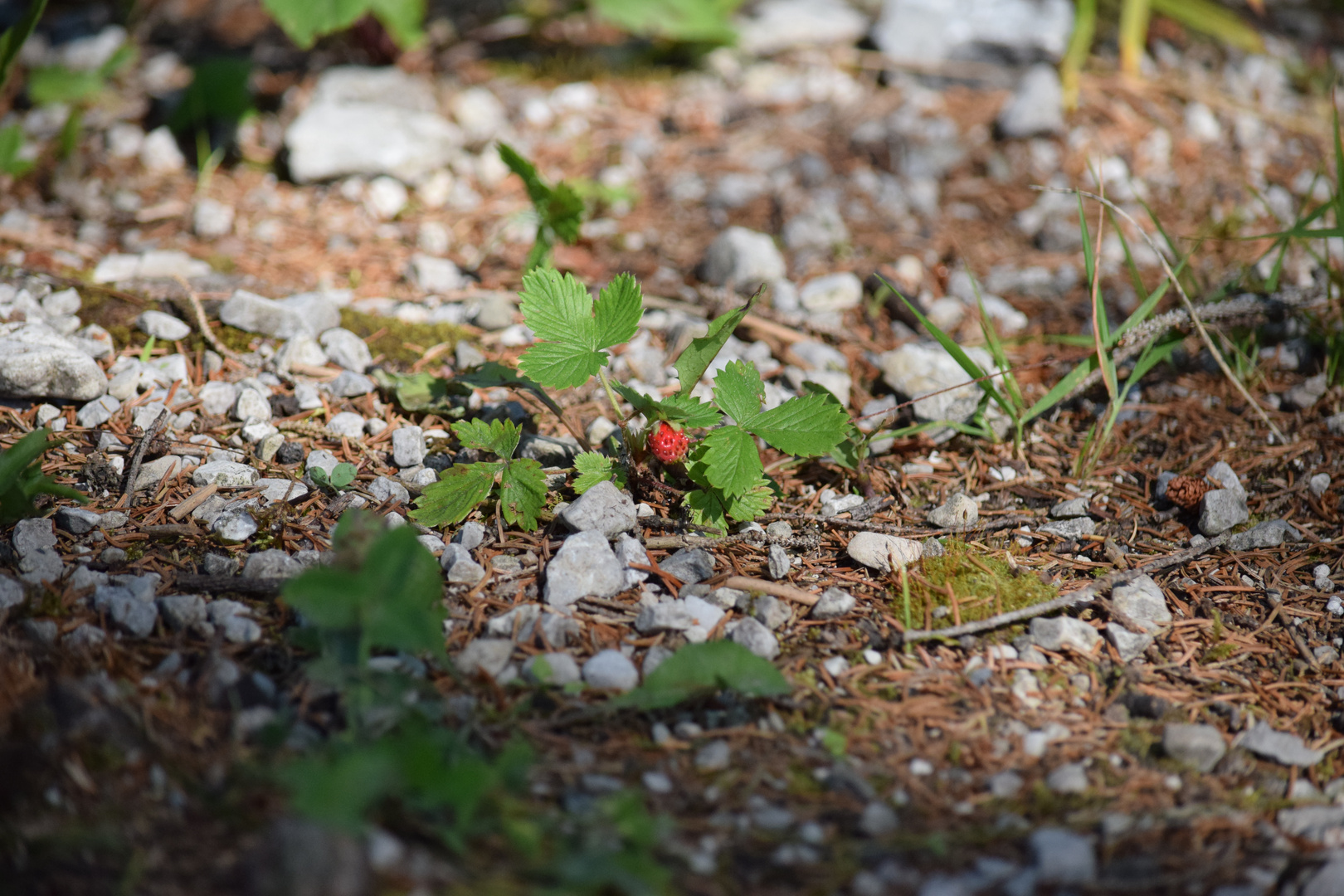 Wildes Früchtchen