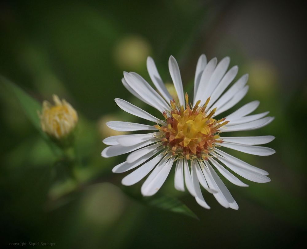 wildes Gänseblümchen