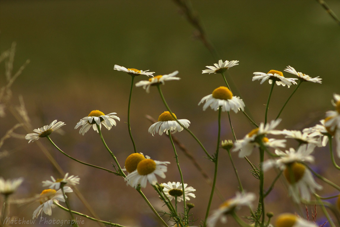 Wildes Gänseblümchen