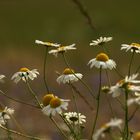 Wildes Gänseblümchen