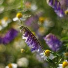 Wildes Geblume